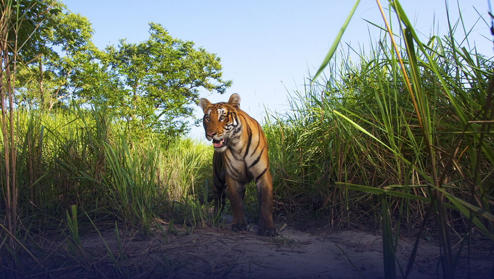 Expedition Tiger