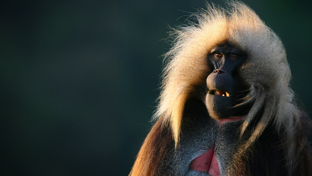 Great Rift - Africa's Wild Heart